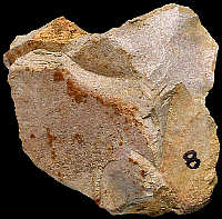 Piece of typical Bajocian flint