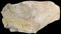 Bathonian chert