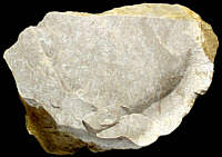 Reticulate chert