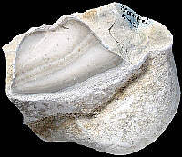 Nodule of Upper Jurassic flint