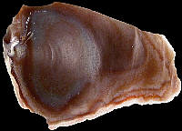 Flake of reddish flint