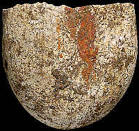 Nodule with neo-cortex