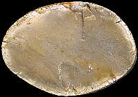 freshly split nodule