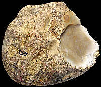 Tested secondary nodule