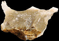 Irregula flake with numerous fossils
