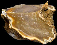 Freshly tested nodule