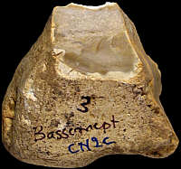 Reworked nodule from pleistocene deposits