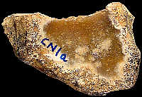 CN1a flint with residual cortex.
