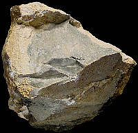 Block of jurassic chert