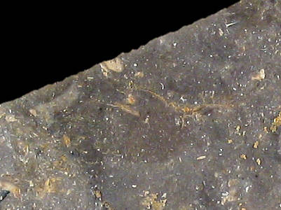 Detail of Early Bathonian flint