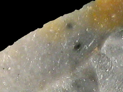 Detail of Senonian flint