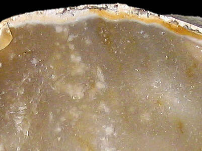 Detail of Senonian CN2b flint