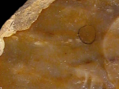 Close-up of Senonian CN3b flint