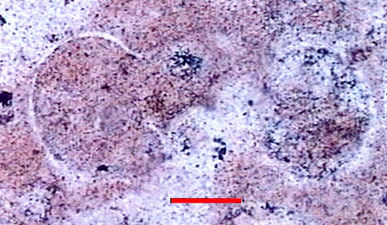 Microphotograph of Globotruncanidae