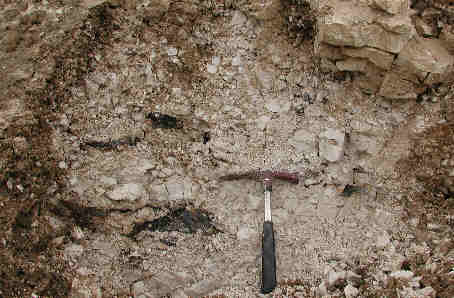 Bryozoic chalk with flint