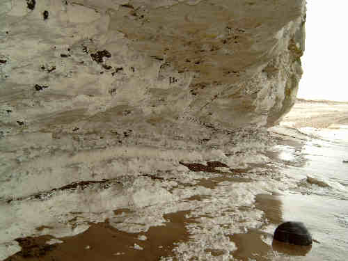 Bryozoic bioherms with banked flint