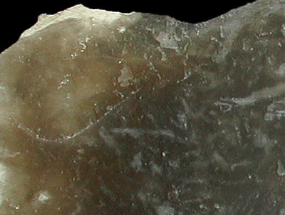 Detail of bryozoic flint