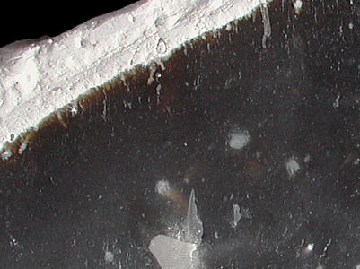 Detail of Maastrichtian flint