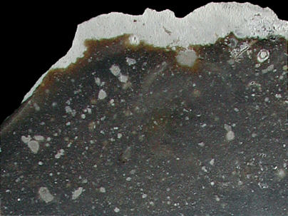 Macrophotograph of Danian flint