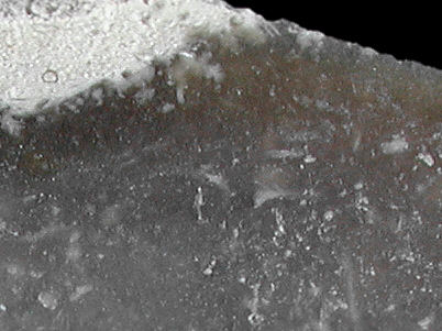 Macrophotograph of Bryozoic flint