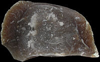 Brown bryozoan flint