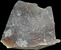 bryozoic flint