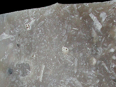 Flint with bryozoans