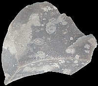 flint with less silicified patches