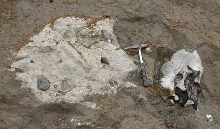 Reworked block of chalk with flint