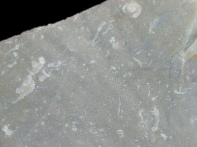 Detail of Paleocene chert